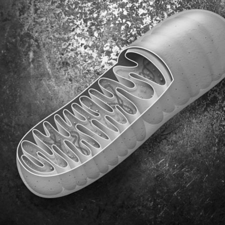 Mitochondries, les maîtres de la vie et de la mort
